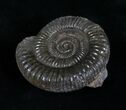 Inch Dactylioceras Ammonite - Great Britain #4363-1